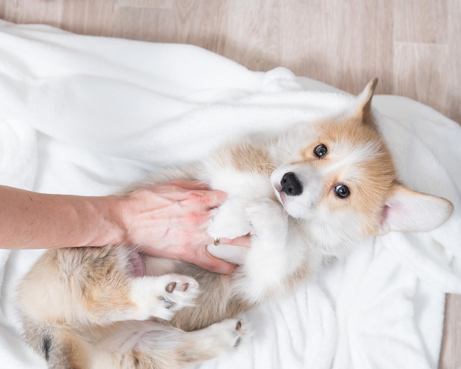 Mieszaniec Corgi i jamnika