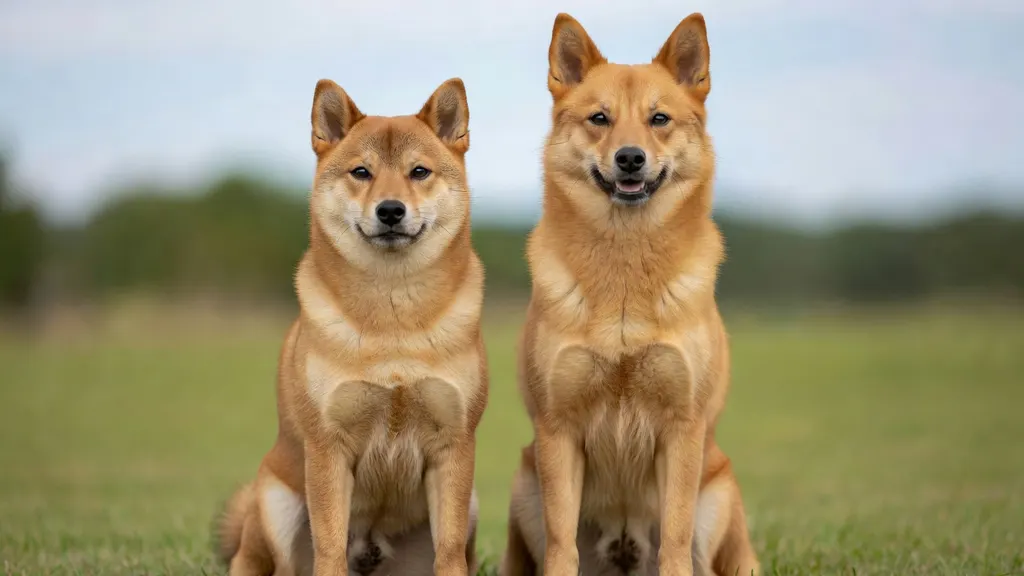Jakie Są Podobne Rasy Do Welsh Corgi Pembroke